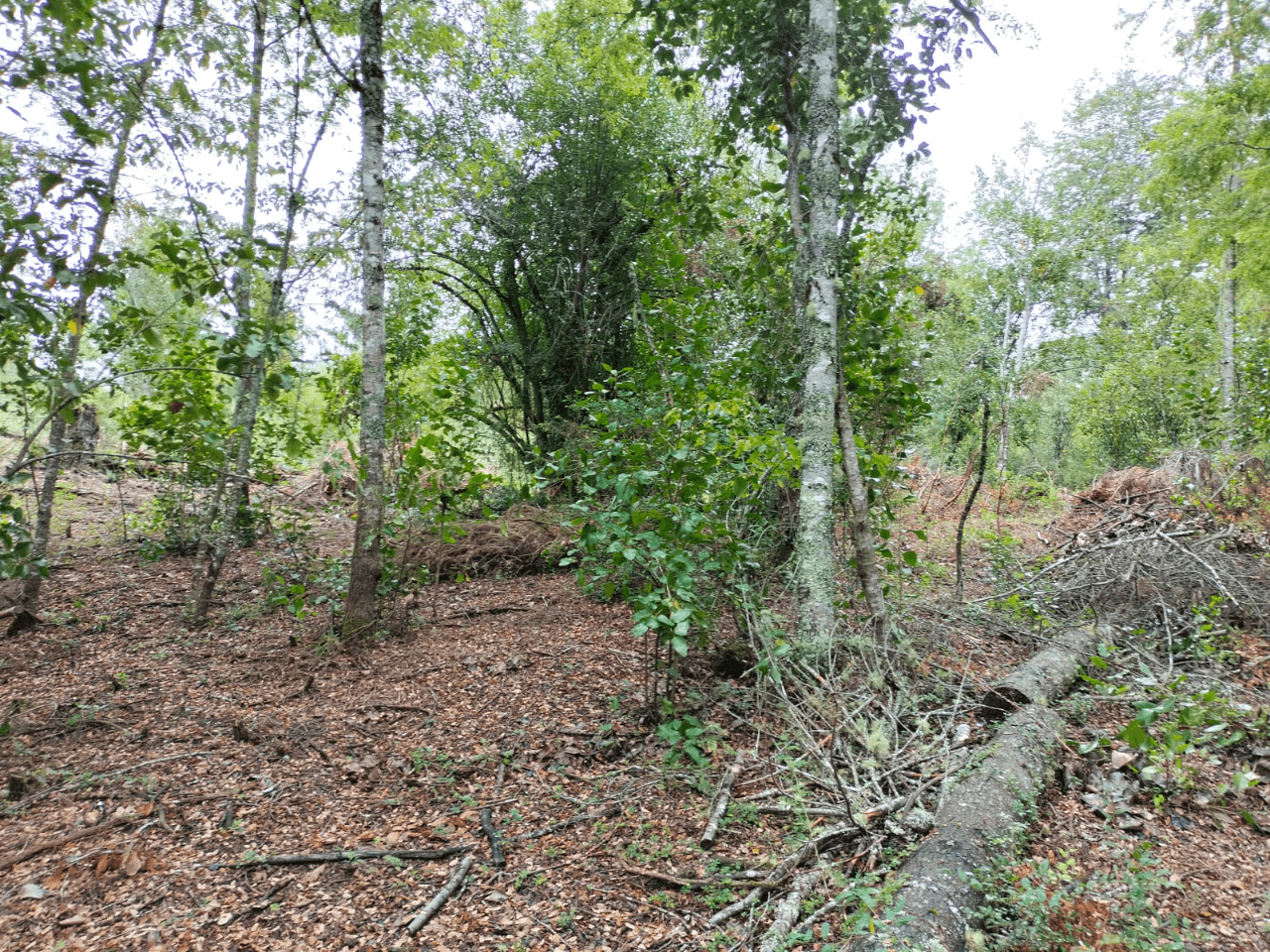 VENTA DE PARCELA CON ORILLA DE RÍO EN ÑANCUL VILLARRICA 3