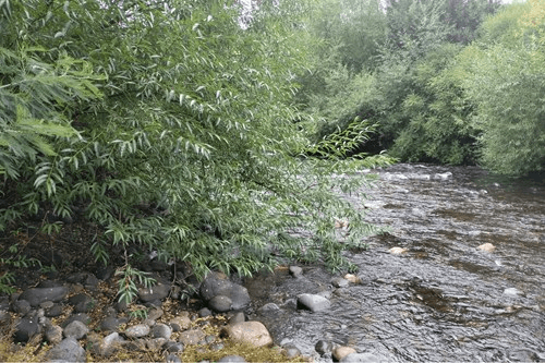 VENTA DE PARCELA CON ORILLA DE RÍO EN ÑANCUL VILLARRICA 5