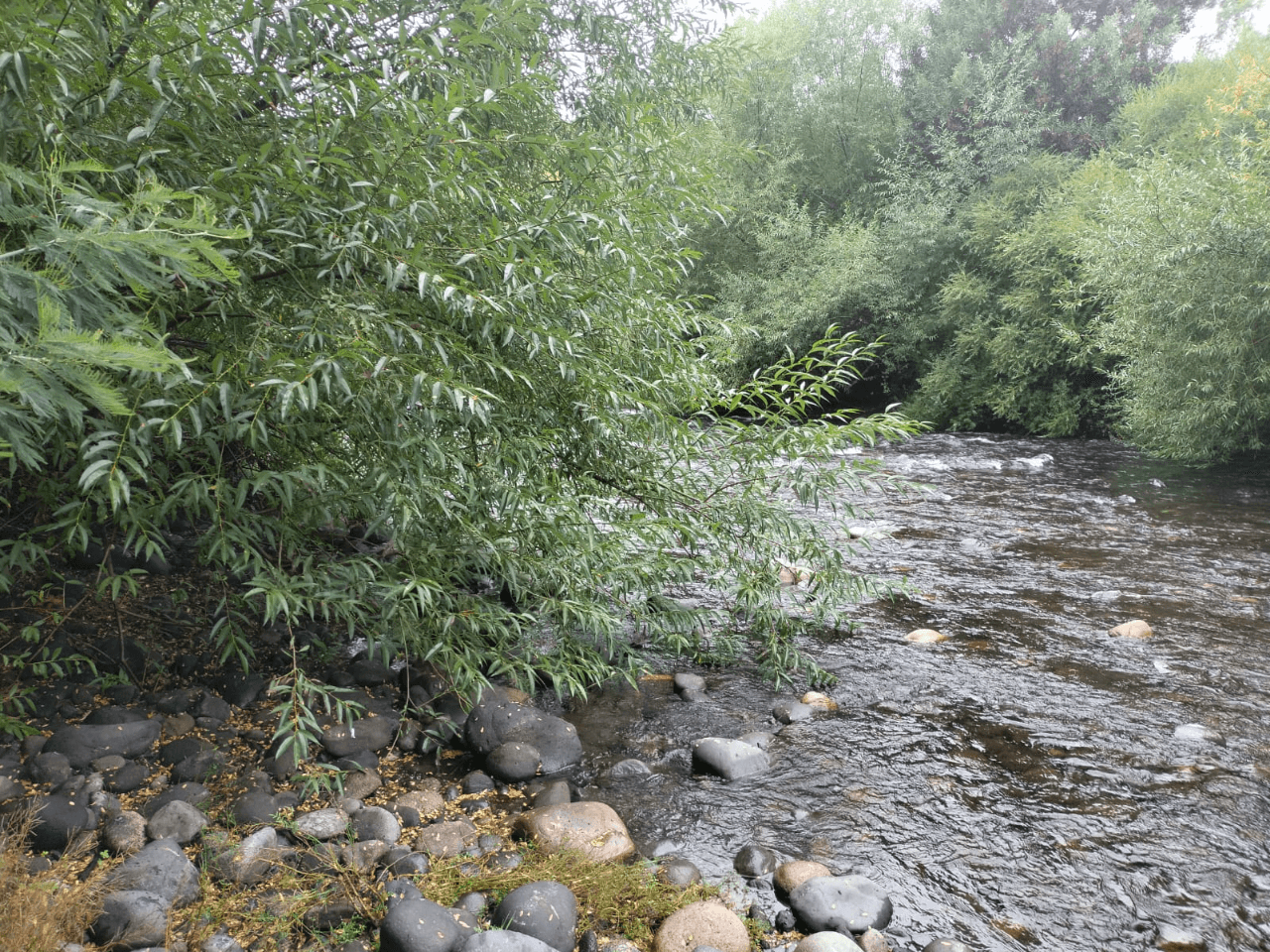 VENTA DE PARCELA CON ORILLA DE RÍO EN ÑANCUL VILLARRICA 7
