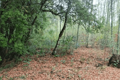VENTA DE PARCELA CON ORILLA DE RÍO EN ÑANCUL VILLARRICA 13